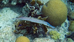 Trumpetfish (24